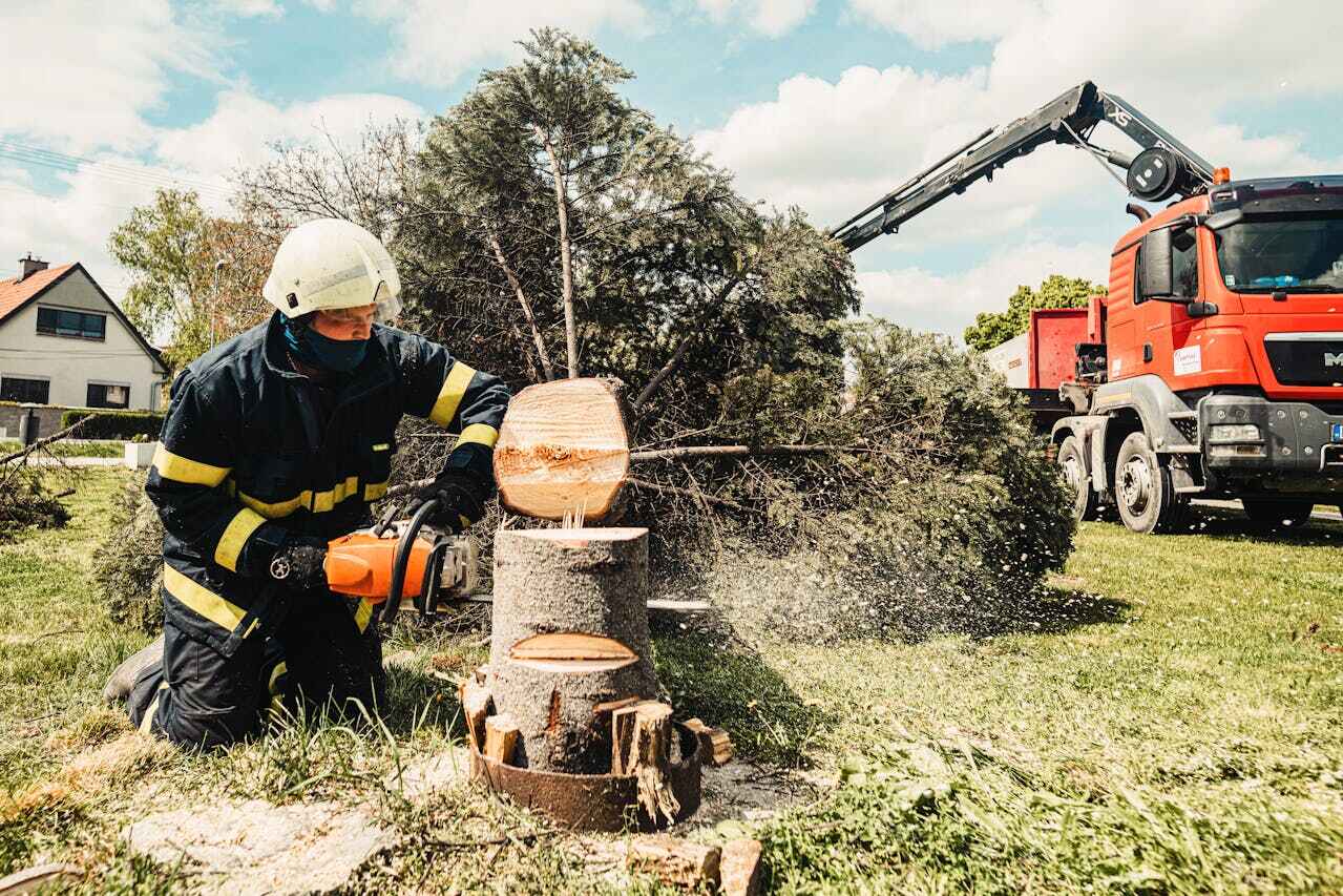 The Steps Involved in Our Tree Care Process in Santa Clara, OR